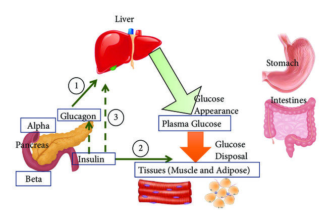 Glucagon’s Role During Fasting (Why Blood Sugar Doesn’t Drop to Zero) 11951150 a17a 4a66 8e1c 4ca2917b26dc