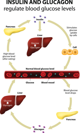 What Happens in the Body During Feeding and Fasting? (Insulin vs Glucagon Explained) 17c95a2f 8552 4d28 ab0c 220e63f7303b (1)
