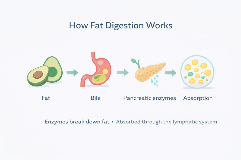 How Is Fat Digested and Absorbed in the Body? chatgpt image feb 15, 2026, 09 02 10 pm (1)