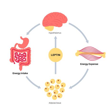 How Fasting Affects Leptin: What This Hunger Hormone Really Does iqqmx6o7ed5sre gsiwbvzbmm0oyjj28pnkgidsqv1hl2b2iwtftq2rm3o9gpwdgzn i9ii2yy3bc4dorofpgifzgpkbl2mszhzswsblvym (1)